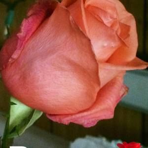 Meet your Posher, Janesa